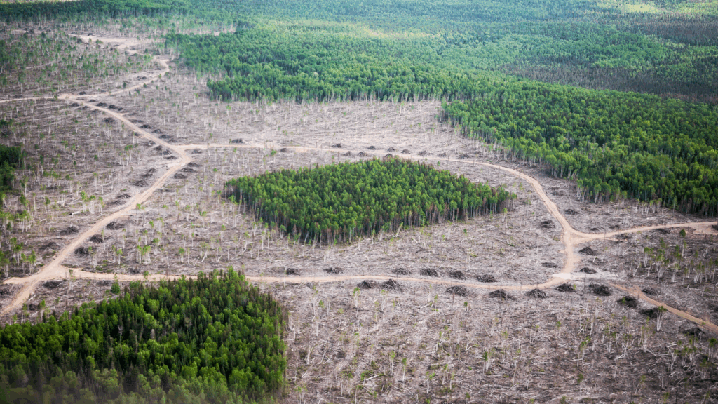 Habitat Loss and Fragmentation